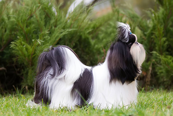 shih-tzu
